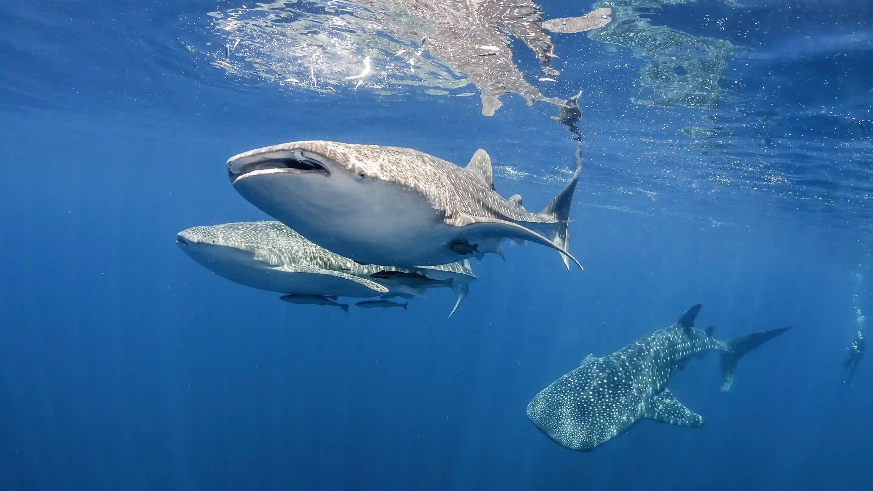 Derawan Whale Sharks 4D3N — Indonesia's best-kept marine secret — East Kalimantan