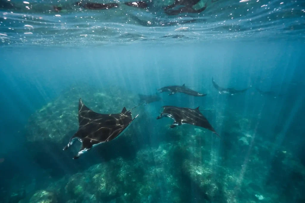 Diving Komodo National Park: Best Sites & Season 2026